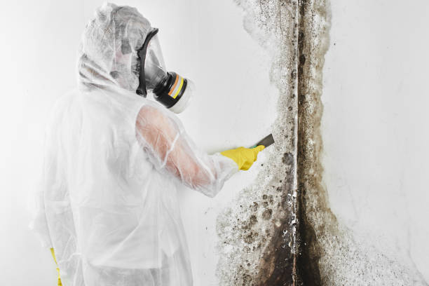Reliable Kenmore, WA Mold Remediation Solutions