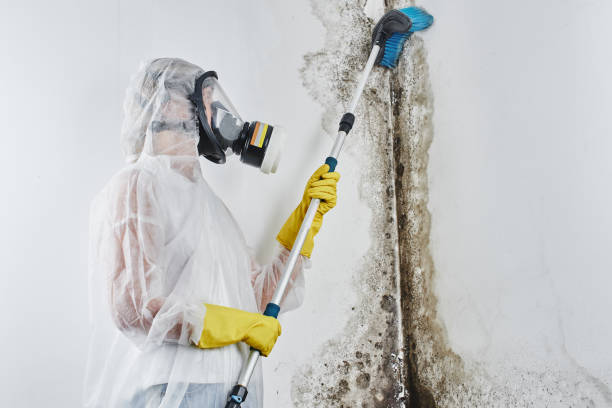 Best Emergency Mold Remediation in Kenmore, WA