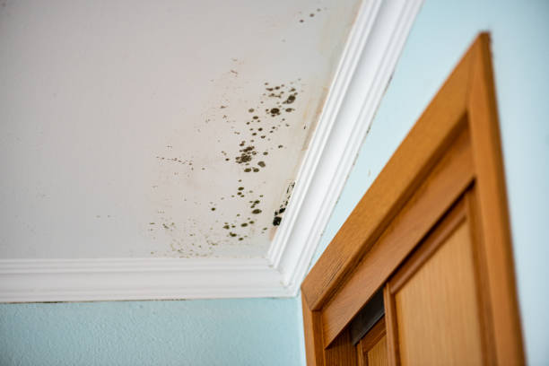 Best Attic Mold Remediation in Kenmore, WA