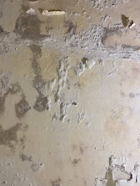 Best Post-Flood Mold Remediation in Kenmore, WA
