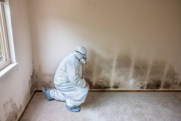 Best Attic Mold Remediation in Kenmore, WA