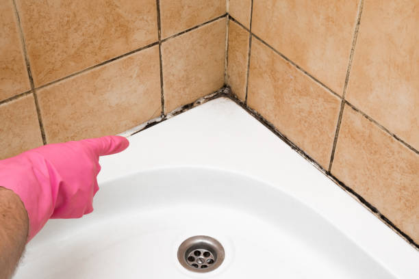 Best Post-Flood Mold Remediation in Kenmore, WA